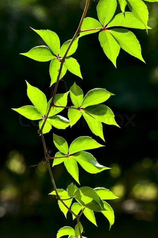 leafs