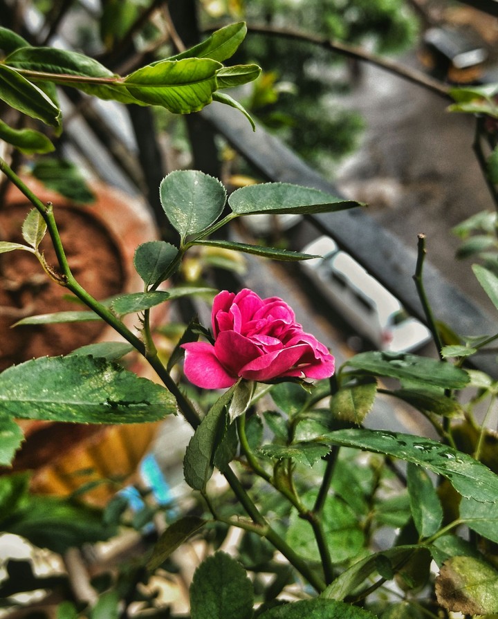 Red Rose