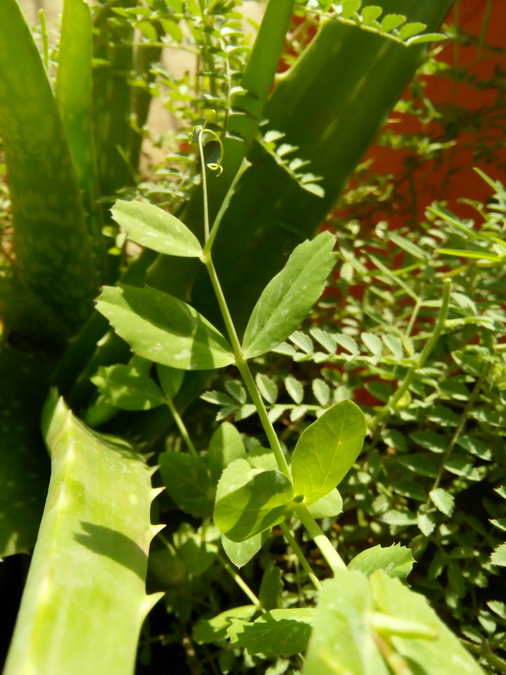 plant leaf