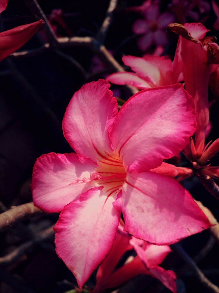 flower with depth