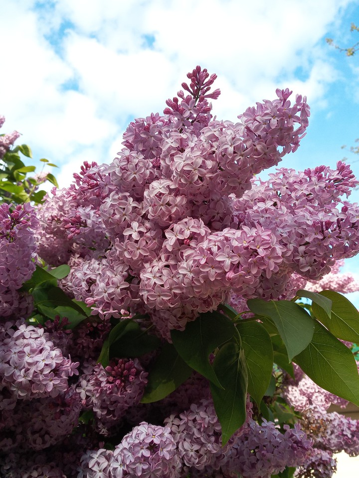 Lilac