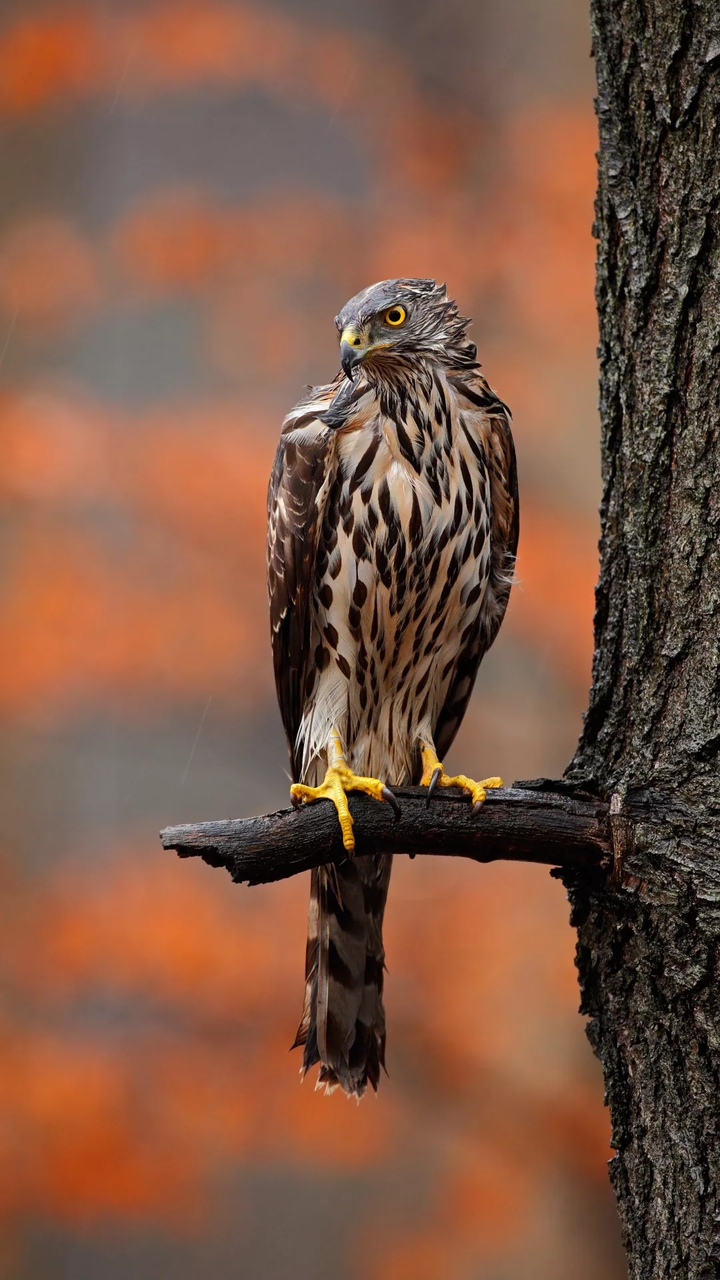 Longevous  Eagle