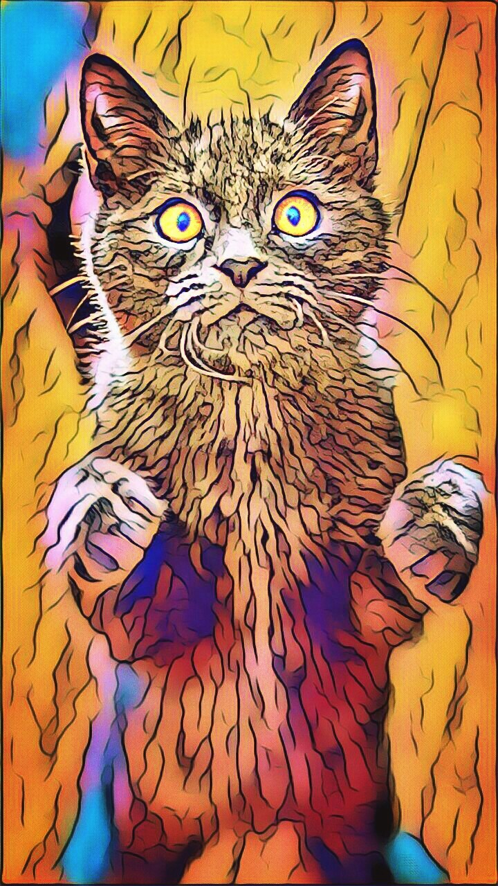 Amazing CAT