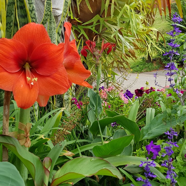 group of flowers