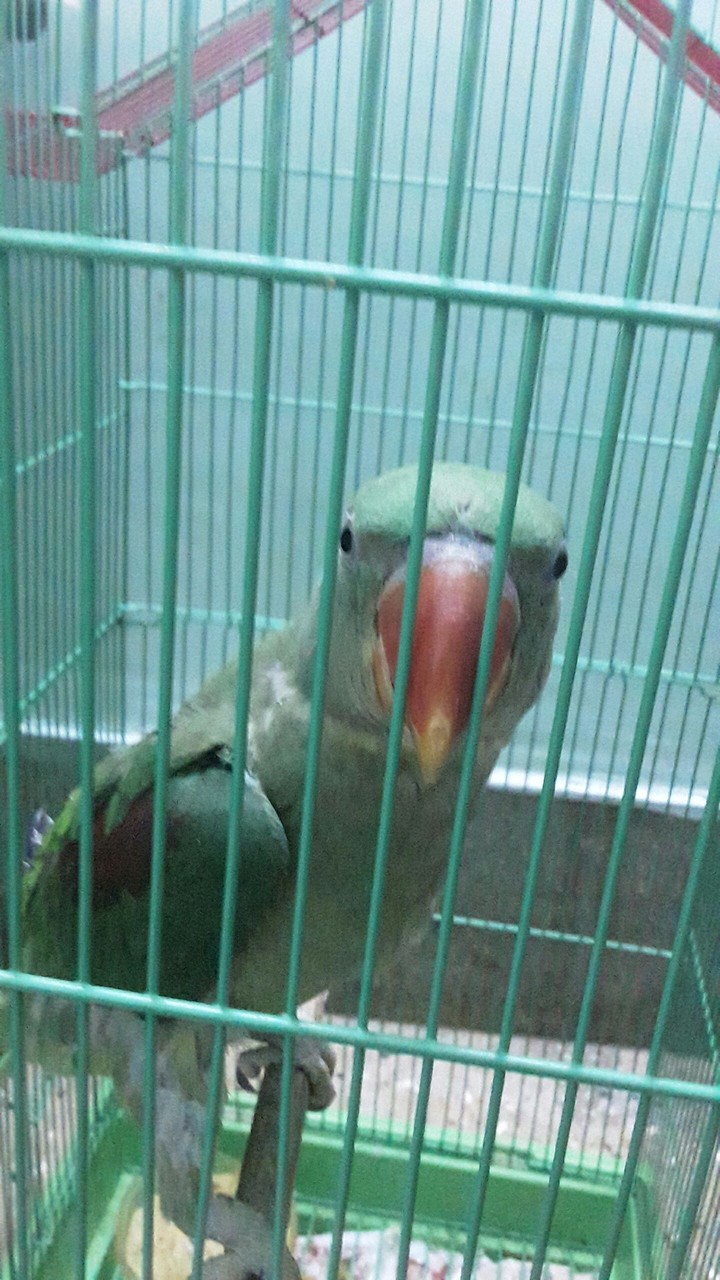 my alexandrine Parakeet