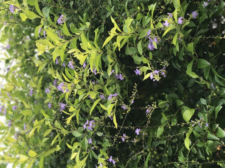 nature