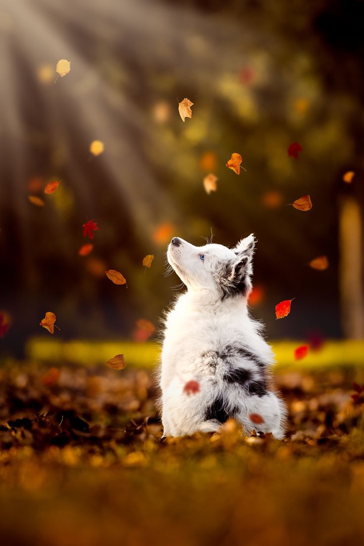 Cute dog :--)