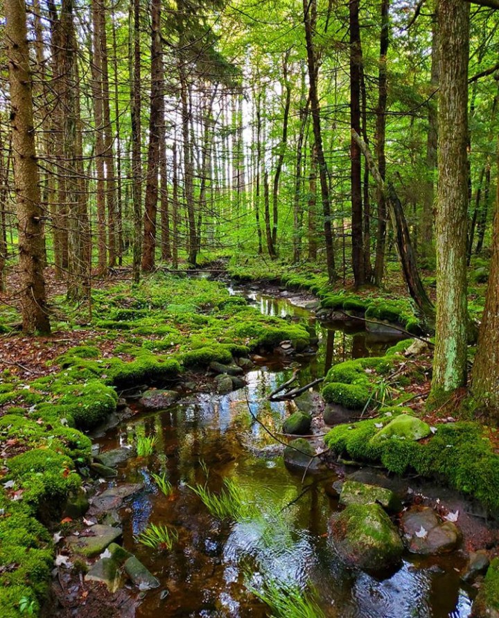 Nature