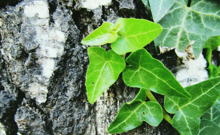 leaf
