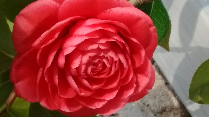 rose rosse per te.....