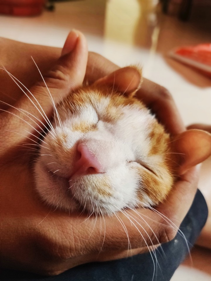 Kitto❤️