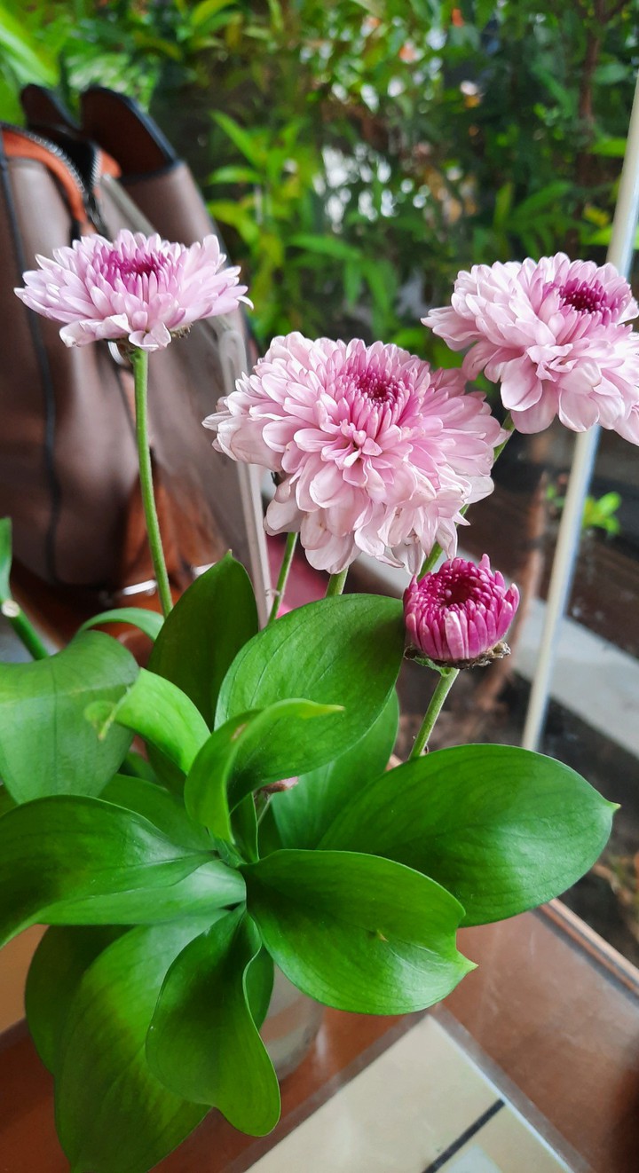 Bloom