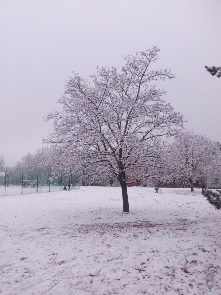 Winter tree :-)