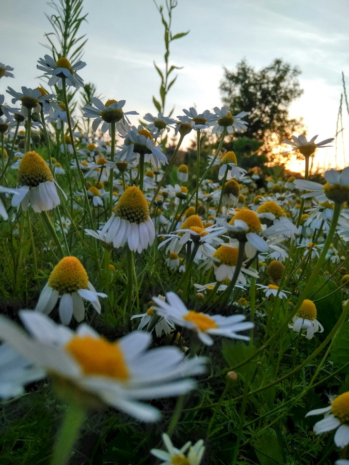 chamomile