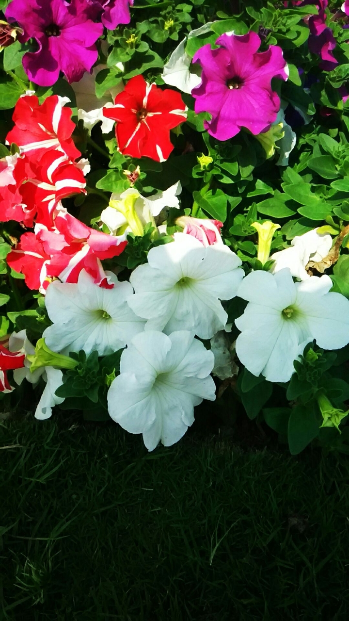 #flowers