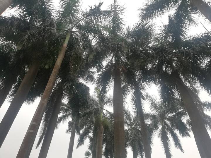 সবুজের দোল