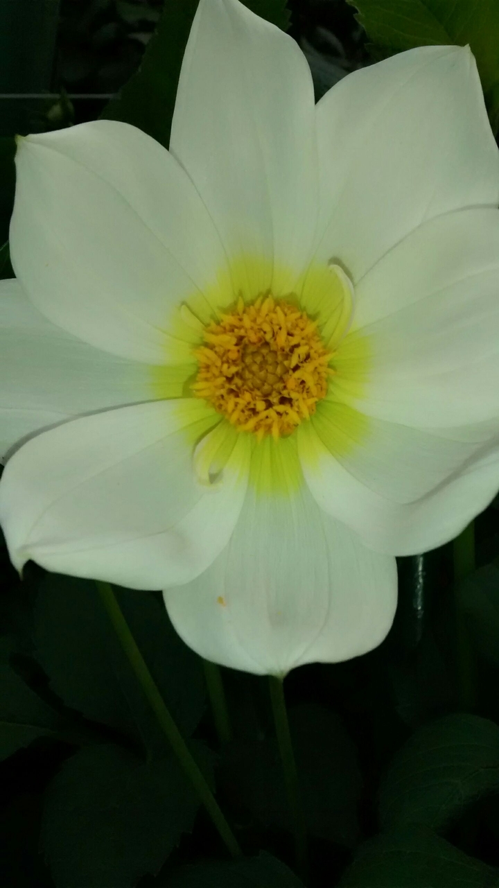 white flower