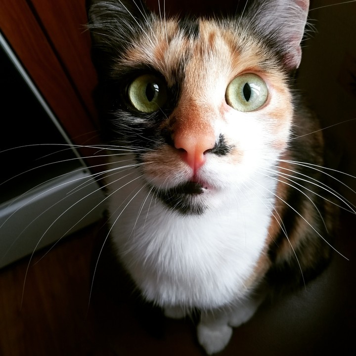 my cat