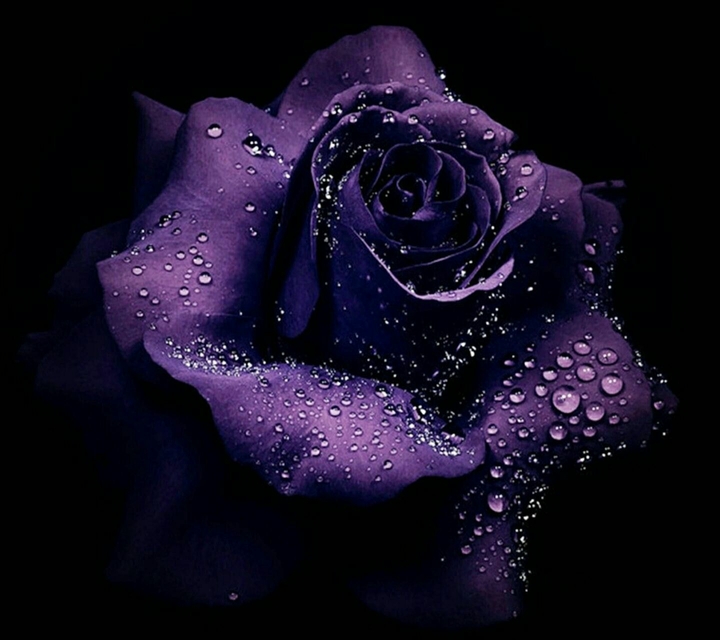 Purple Rose