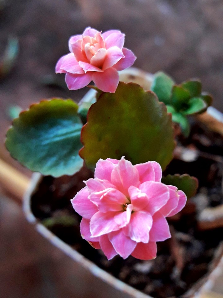 flor