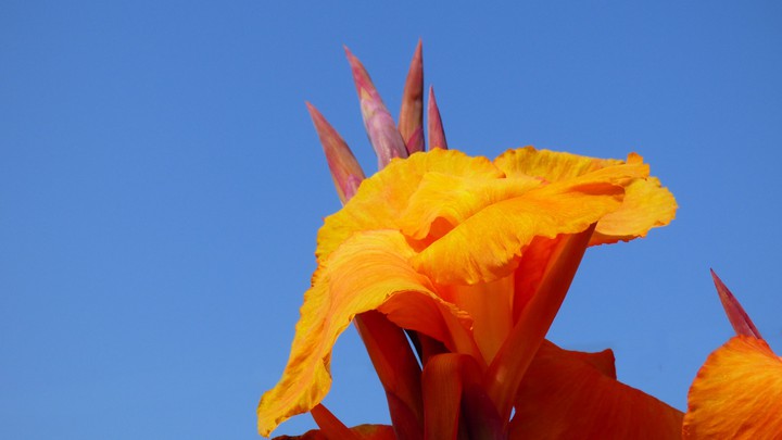 Blumen