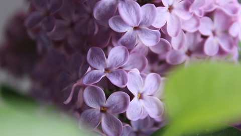 lilac .