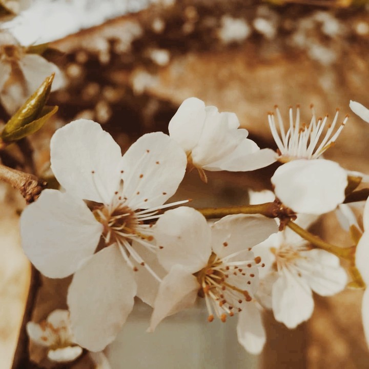 Plum Blossom