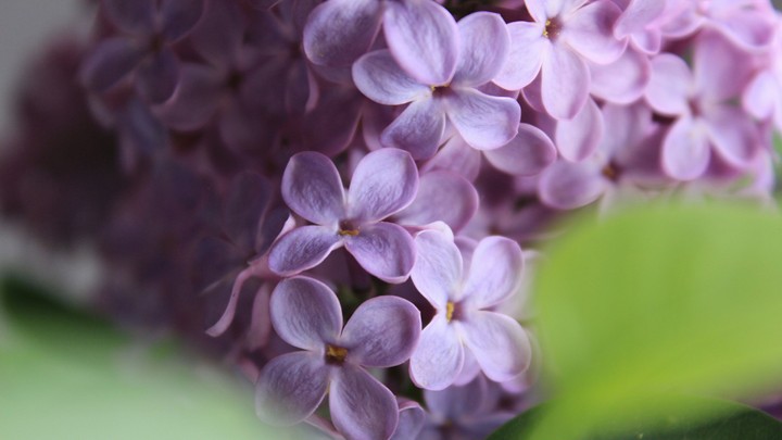 lilac .