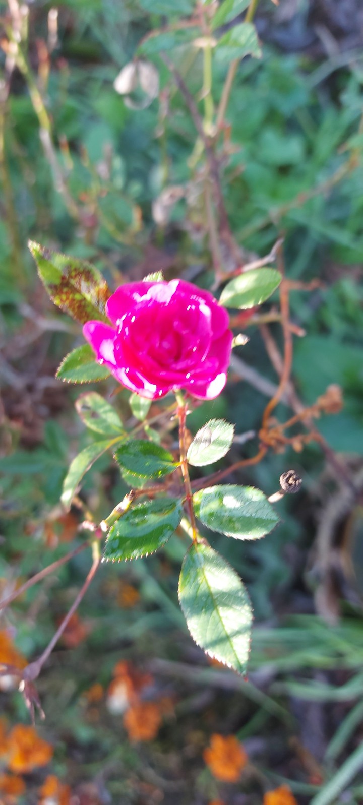 myclick Rose 24.11.2020.