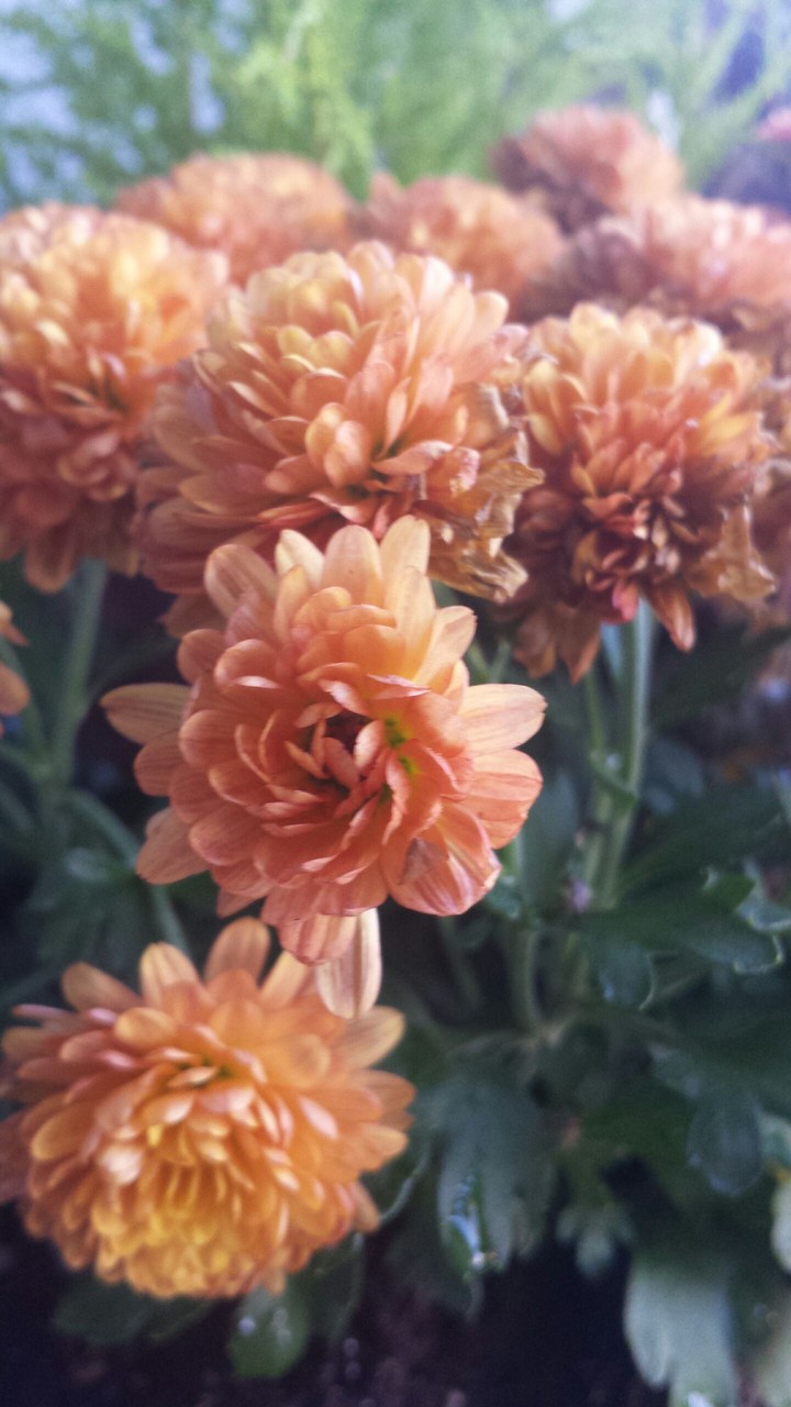 Orange bouquet