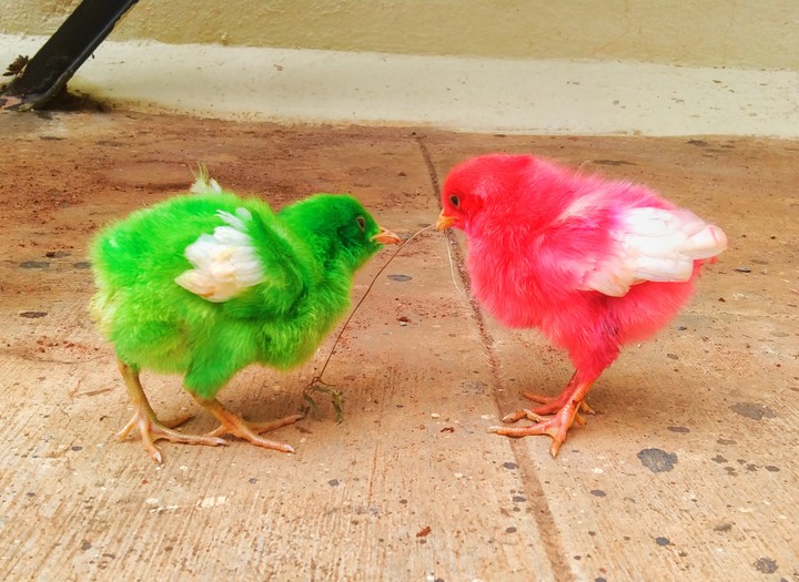 baby chicks