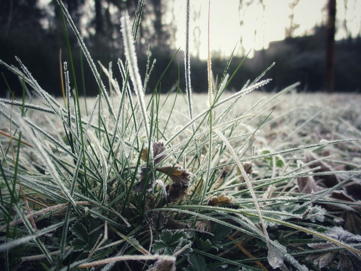 frozen grass