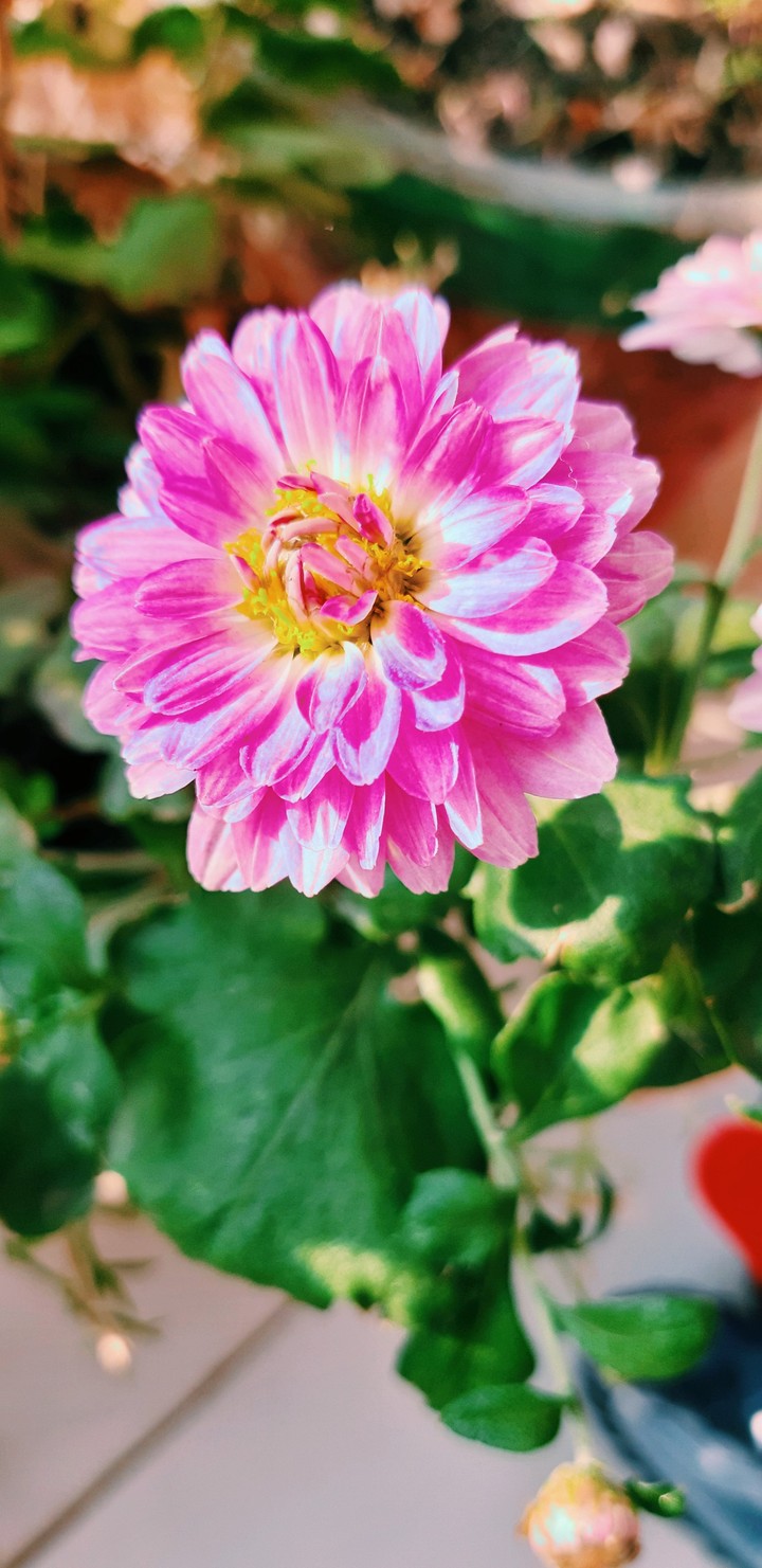 chrysanthemum