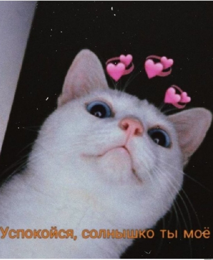 Котик