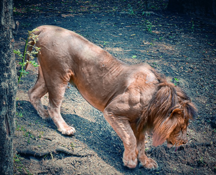 the king