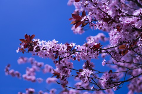 sfondi tree, kağıdı