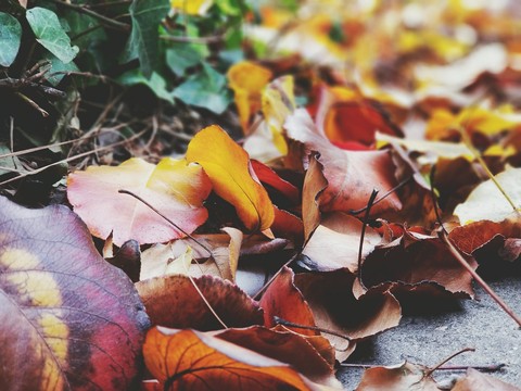 fall leaves
