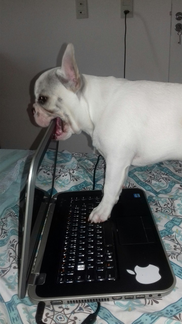#Love_My_DOG