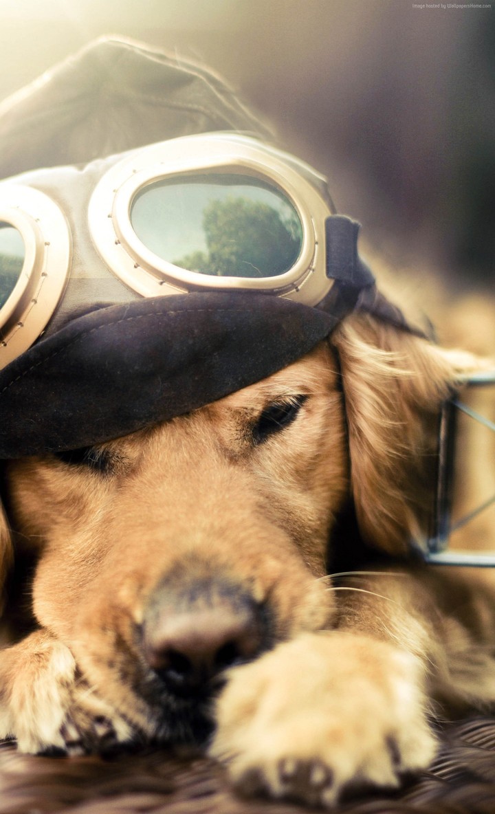 Cute puppy