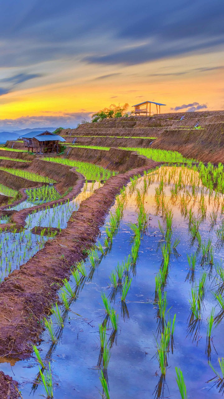 Ricr Fields