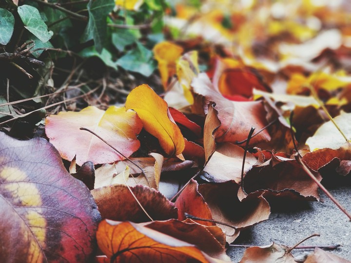 fall leaves