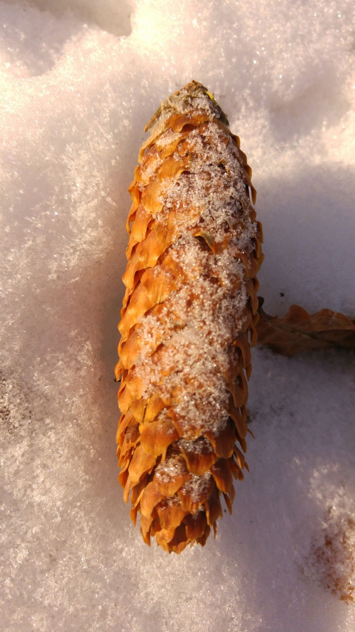 Winter pinecone