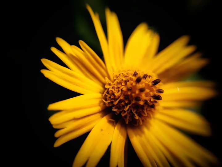 AMOLED
