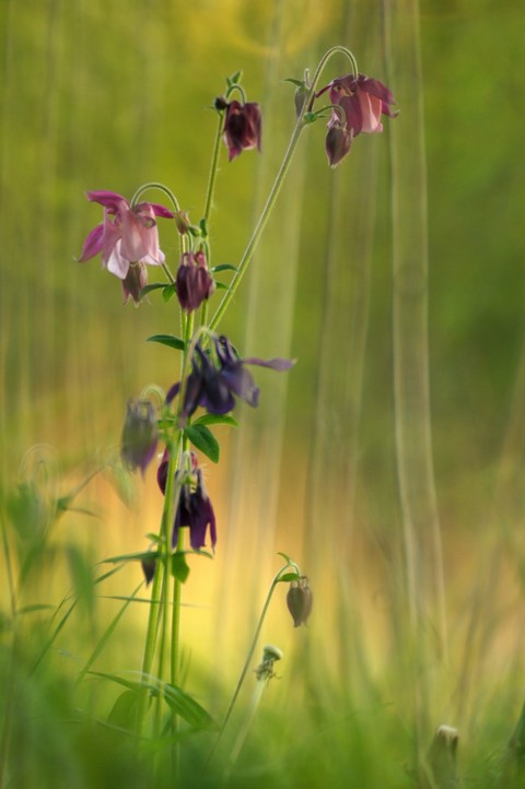 обои pedicel, grass