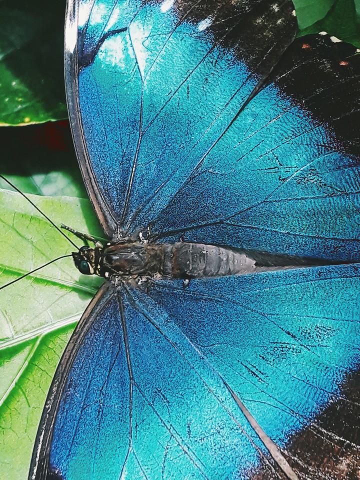 Butterfly