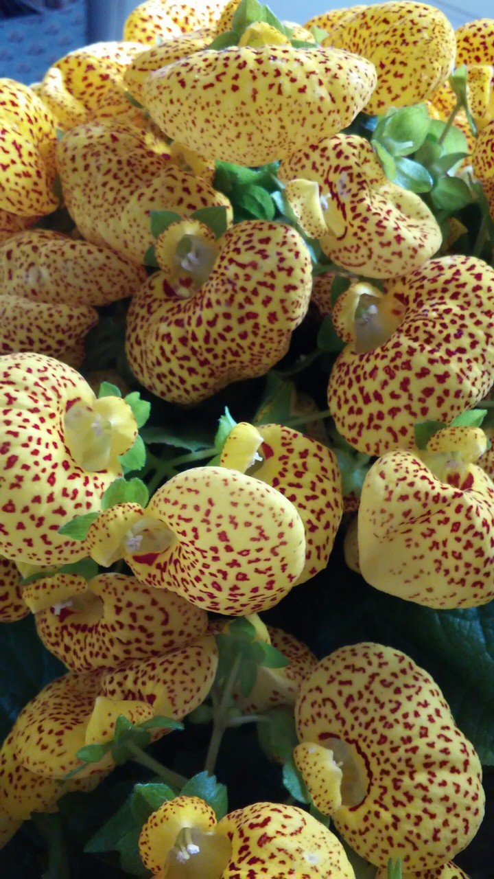 orchidea