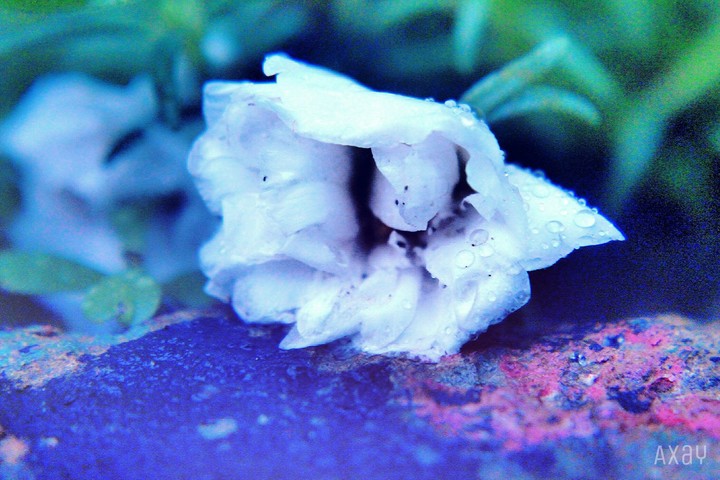Just a Flower
