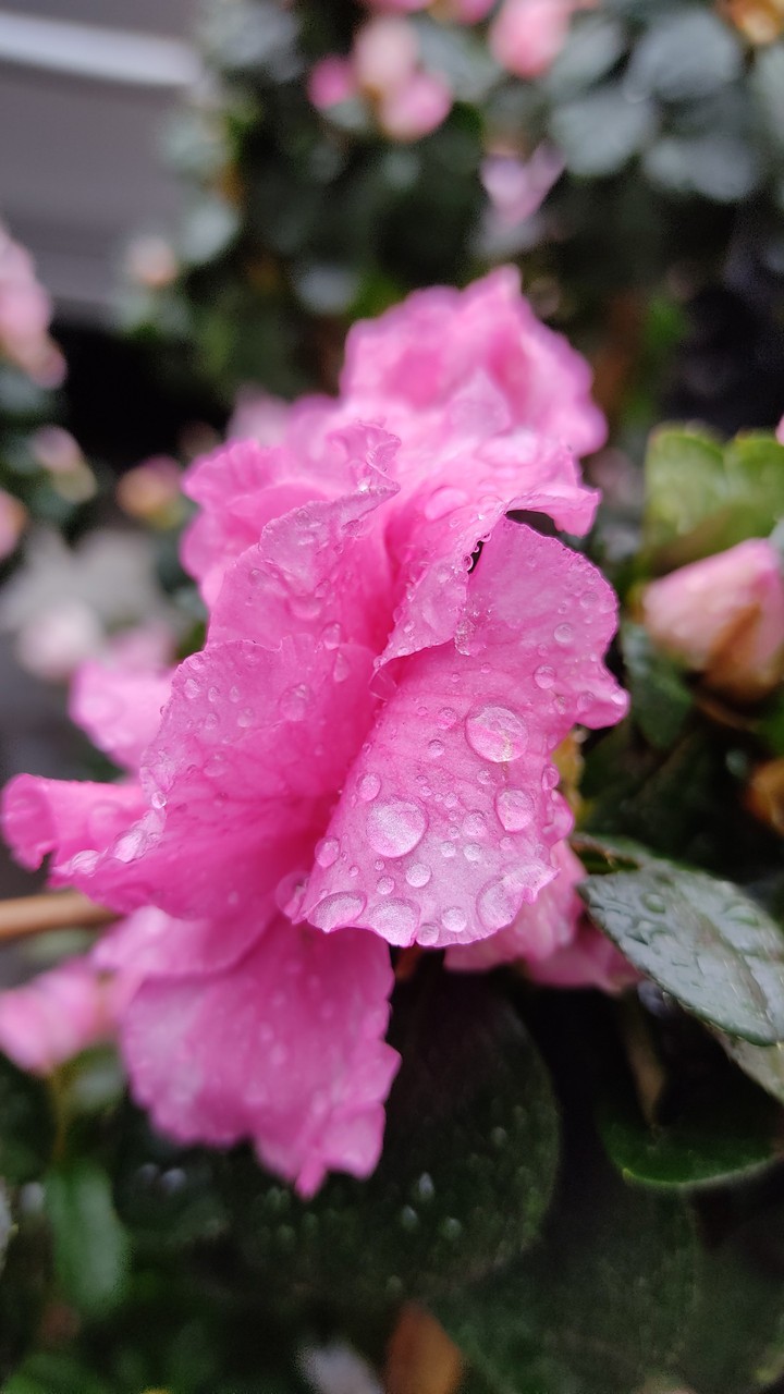 drops on the flower.After the rain