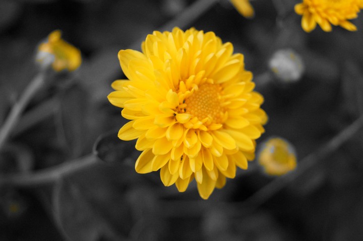 The yellow flower