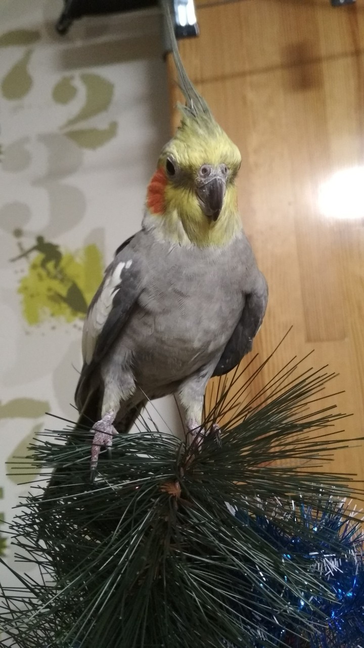 Попугай Арсений)